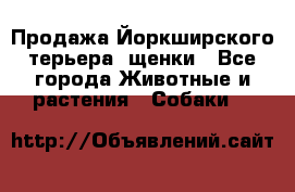 Продажа Йоркширского терьера, щенки - Все города Животные и растения » Собаки   